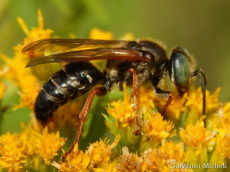 Crabronidae Crabroninae Larrini: Tachytes etruscus